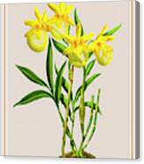Orchid Vintage Print On Colored Paperboard #183 Canvas Print