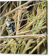 Pied Kingfisher #1 Canvas Print