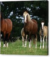 1z5f9627 Welsh Pony Mares And Foals, Brynseion Stud, Uk Canvas Print