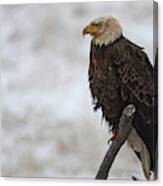 American Bald Eagle #1 Canvas Print