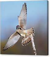 American Kestrel Landing #2 Canvas Print