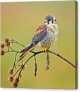 American Kestrel #2 Canvas Print