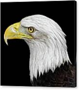 Bald Eagle #2 Canvas Print
