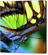 Butterfly #2 Canvas Print