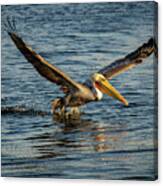 California Brown Pelican #2 Canvas Print