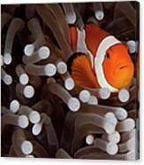 Clownfish #2 Canvas Print