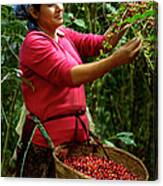 Coffee Picker, El Salvador #2 Canvas Print