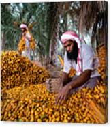 Dates Harvest #2 Canvas Print