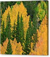 Fall Color Along Bishop Creek, Inyo #2 Canvas Print