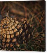 Fallen Pineapples On The Ground During Autumn In The Forest #2 Canvas Print