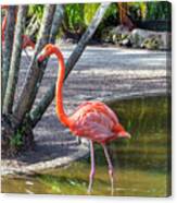 Flamingo Gardens, Davie, Fl #2 Canvas Print