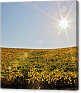 Grape Vineyards In Sonoma County During #2 Canvas Print