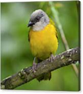 Grey-headed Tanager Entreaguas Ibague Tolima Colombia #2 Canvas Print
