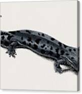 Hellbender Salamander  Cryptobranchus Alleganiensis Illustrated By Charles Dessalines D Orbigny  1 #2 Canvas Print