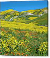 Hillside Daisy, Superbloom, Temblor Range, Carrizo Plain Nm, California #2 Canvas Print