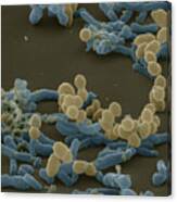 Lactic Acid Bacteria #2 Canvas Print