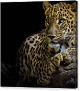 Leopard #2 Canvas Print