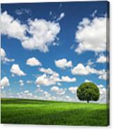 Lonely Tree #2 Canvas Print