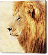 Male Lion In Masai Mara #2 Canvas Print