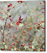Many Red Ripe Berries On Thin Tree Or Bush Branches In Forest #2 Canvas Print