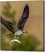 Osprey And Fish #2 Canvas Print