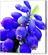 Blue Bell Flower Cluster Grape Hyacinth Canvas Print