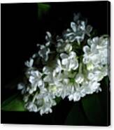 White Lilac #3 Canvas Print