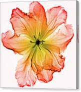 X-ray Of A Tulip Flower #2 Canvas Print