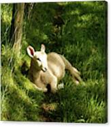 20/06/14  Keswick. Lamb In The Woods. Canvas Print