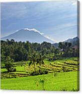 Indonesia, Bali, Rice Fields And #22 Canvas Print