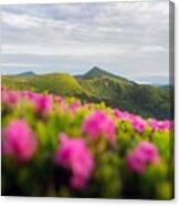 Rhododendron Flowers Covered Mountains #22 Canvas Print