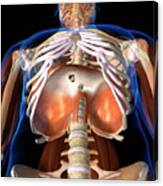 3d Rendering Of Human Diaphragm Canvas Print