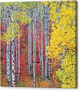 A Forest Of Aspen Trees In The Wasatch #3 Canvas Print