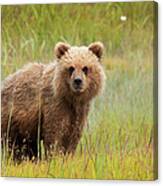 Brown Bear, Lake Clark National Park #3 Canvas Print