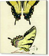 Butterflies #2 Canvas Print