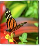 Butterfly #3 Canvas Print