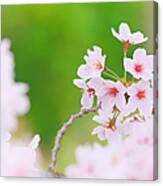 Cherry Blossom #3 Canvas Print