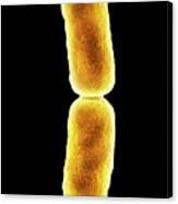 E. Coli Bacterium Dividing #3 Canvas Print
