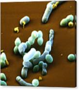 Lactic Acid Bacteria #3 Canvas Print