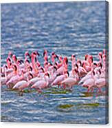 Lesser Flamingoes Phoenicopterus Minor #3 Canvas Print
