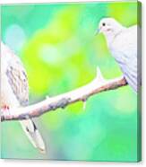Mourning Dove Pair #3 Canvas Print