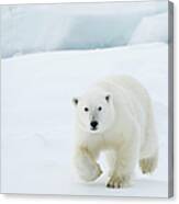 Polar Bear #3 Canvas Print