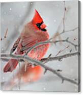 Snowy Cardinal Canvas Print