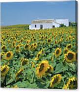 Sunflower Field #3 Canvas Print