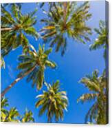 Tropical Trees Background Concept. Palm #3 Canvas Print