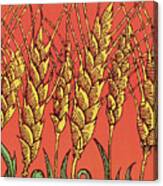 Wheat Canvas Print