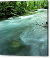 Woodland Stream #3 Canvas Print