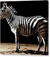 Zebra #3 Canvas Print