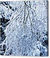 30/01/19  Rivington. Snow Covered Branches. Canvas Print