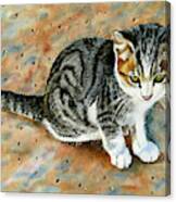 #374 Kitten #374 Canvas Print